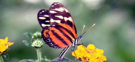 Gedragscode soortenbescherming